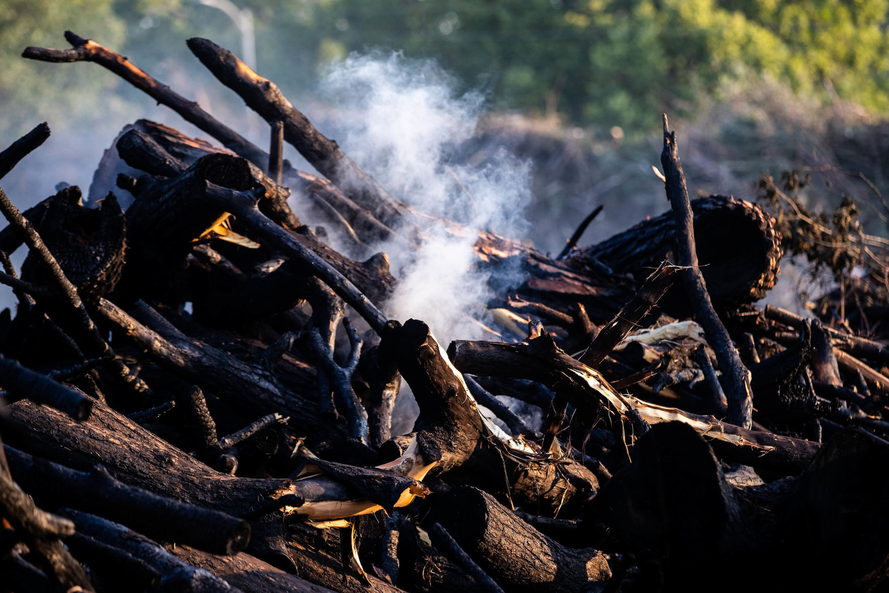cm-treedebrisfire003.jpg